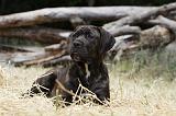 CANE CORSO 1465